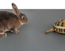 Image for Successful Marketing: Tortoise or Hare Approach?