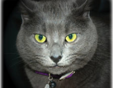 Image for Belling The Cat and Why Direct Mail Still Matters in an Online Age