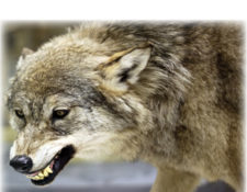 Image for Direct Mail Marketing and the Legend of “White Fang”